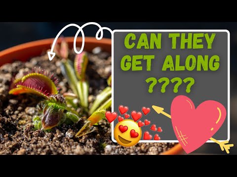 Venus Flytrap & Cephalotus Update: Match Made In Heaven Or Destined To Fail? Carnivorous Plants!