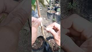 Download lagu Cara okulasi Durian mp3