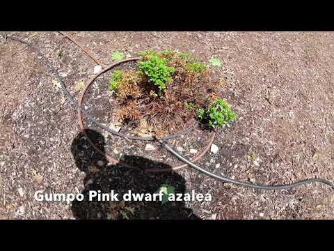 Apply Hydretain to all garden and lawn.