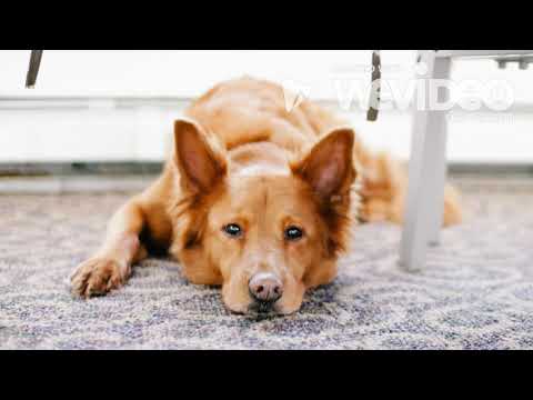 Mother Doesnt Want a Dog   Poem Remix   Surrett