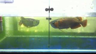 IMG 4277