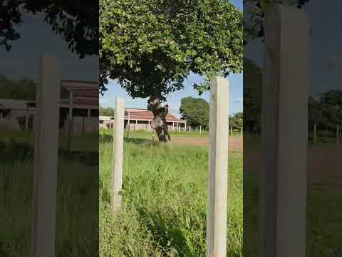 Área rural de Estrela de Alagoas. AL
