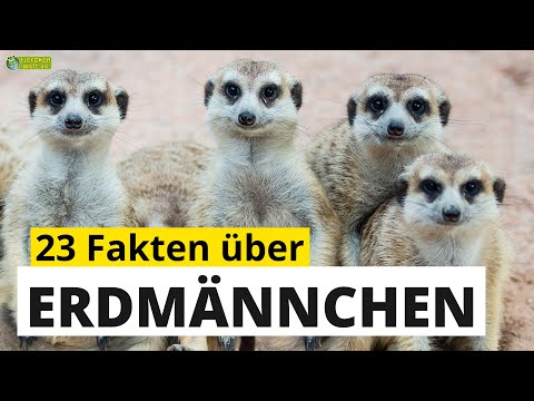 23 Steckbrief-Fakten über Erdmännchen - Doku-Wissen über Tiere - für Kinder