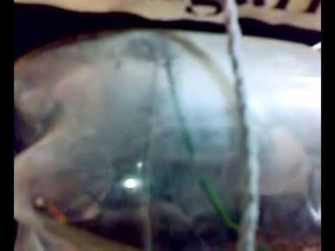 Silvão Batéra V - Guarnição do Exército de Formigas Carpinteiras ou Camponotus Spp Trabalhando.