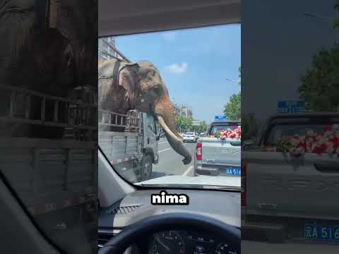 Ovaj slon je od nekoliko cvjetova napravio najljepši poklon 🌸🐘#viral #zanimljivo #foryou