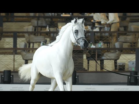 GHAZAL AL WAAB - Junior Colt Contender, KIAHF 2023 Peninsula Show