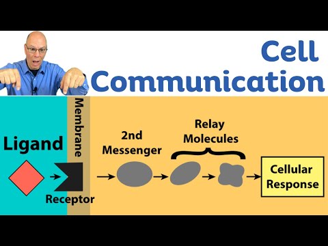 Cell Signaling, the Big Picture for AP Bio Students