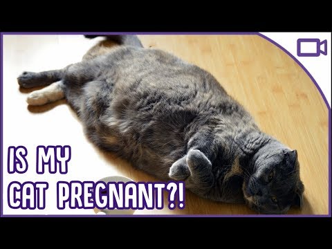 Is My Cat Pregnant?! TOP SIGNS