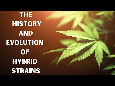 From Chem dawg to Wedding Cake: The History and Evolution of Hybrid Strains