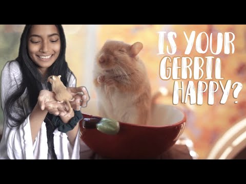 Unscramble Gerbil