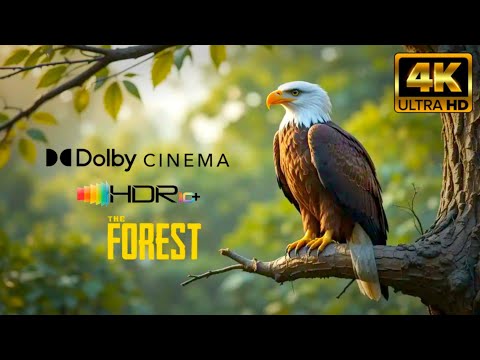 The wild forest Exploring the Animals and Insects and creatures in the forest 4k 30fps HDR