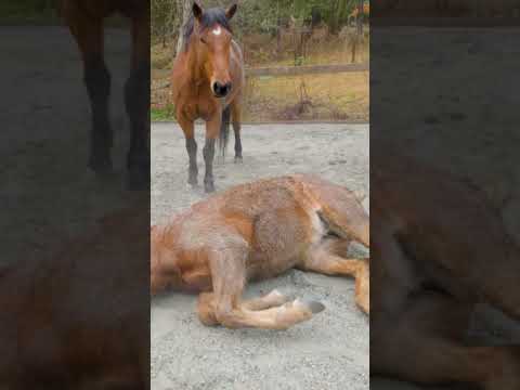 She Kicked Him In The Face! #shorts #horses #mustang