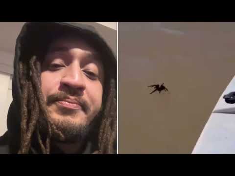 Tarantulas Can Walk On WATER! Since when!😫🕷️