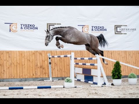 8. Charimar (Charleston x Larimar), wałach/gelding, ur./born 2019