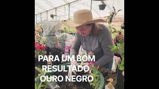SO REPLANTO COM OURO NEGRO