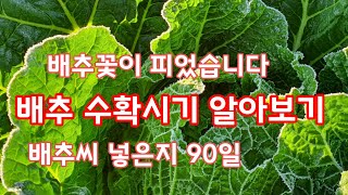 배추 수확시기 알아보기  배추꽃이 피었습니다 [배추재배방법]
