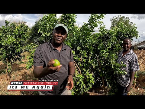 Grafting a Lemon to a Pixel Orange Tree: Citrus Farming Made Easy - ITS ME AGAIN - Ep 50