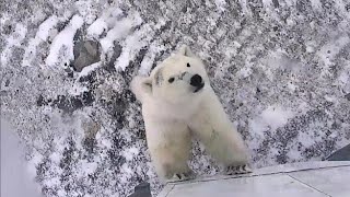 PBI Explore - Curious young Polar bear checking Tundra buggy One.