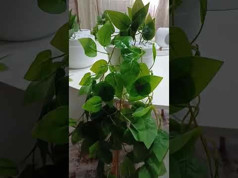 نباتات الزينة متوفرة من جديد في صفحة MOunia beauty #نظافة #تزين_البيت #ديكورات #الجزائر #الجزائرية