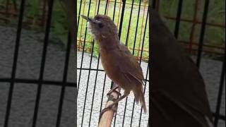 Download lagu TEUMI/WAMBI MINI GACOR' CUMA 1 JUTA 900 rb Kontak Kios  088238924336 #shorts #pasarburungpramuka mp3