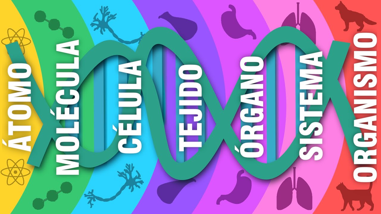 NIVELES DE ORGANIZACIÓN DE LA MATERIA/SERES VIVOS | Biología