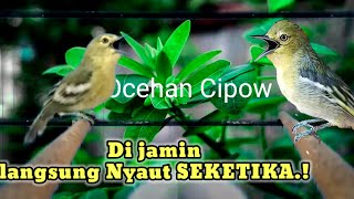 Download lagu Semacet apapun sirtumu,pasti akan langsung RESPON dan ikutan bunyi dengar teriakan sirtu ini. mp3