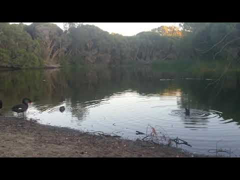 200410 Carine Glades Wetland Perth