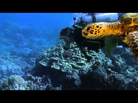 Shape of Life - A Success Story Echinoderms (Gail Kaaialii, Marine Biologist)