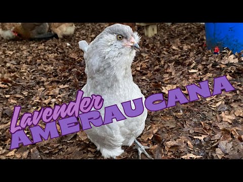 Ranking My Chicken Breeds - Lavender Ameraucana