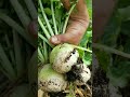 Radishes turnip for whaa!?