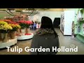 Tulip Flower Garden In Holland