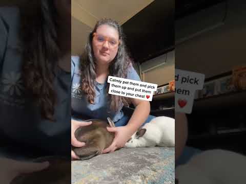 How To Pick Up Your Bunny From The Floor 🐰