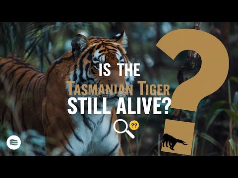 Is the Extinct Tasmanian Tiger Still Alive? #animals #tiger #wildlife