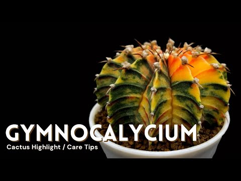 Gymnocalycium Cactus Care and Collection Tour