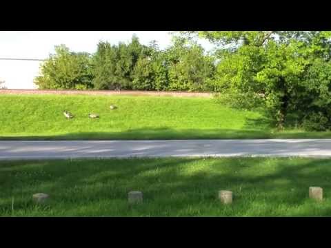 Running with Geese