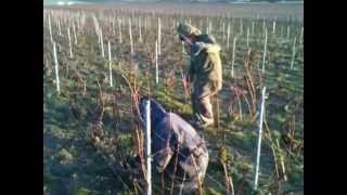 preview picture of video 'Taille de la vigne en Champagne - taille chablis - Champagne Marc chauvet'