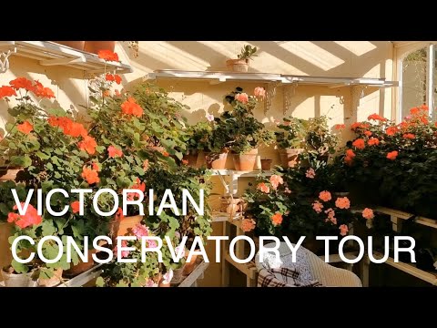 Victorian Conservatory Geranium