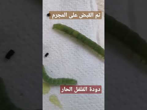 , title : 'شاهد اخطر الحشرات في العالم على النبات دودة الاوراق رابط الحلقة 👇'