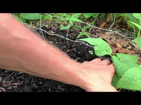 Compost, Vermicomposting & Compost Teas: Tropical Subsistence Gardening with Wade Bauer