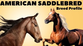 American Saddlebred Horse Breed Profile History - Price - Characteristics - Training - Grooming