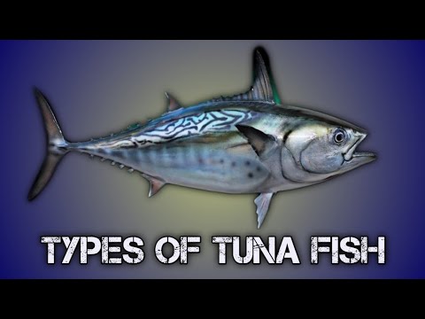 TOP 10 VARIETIES OF TUNA FISH