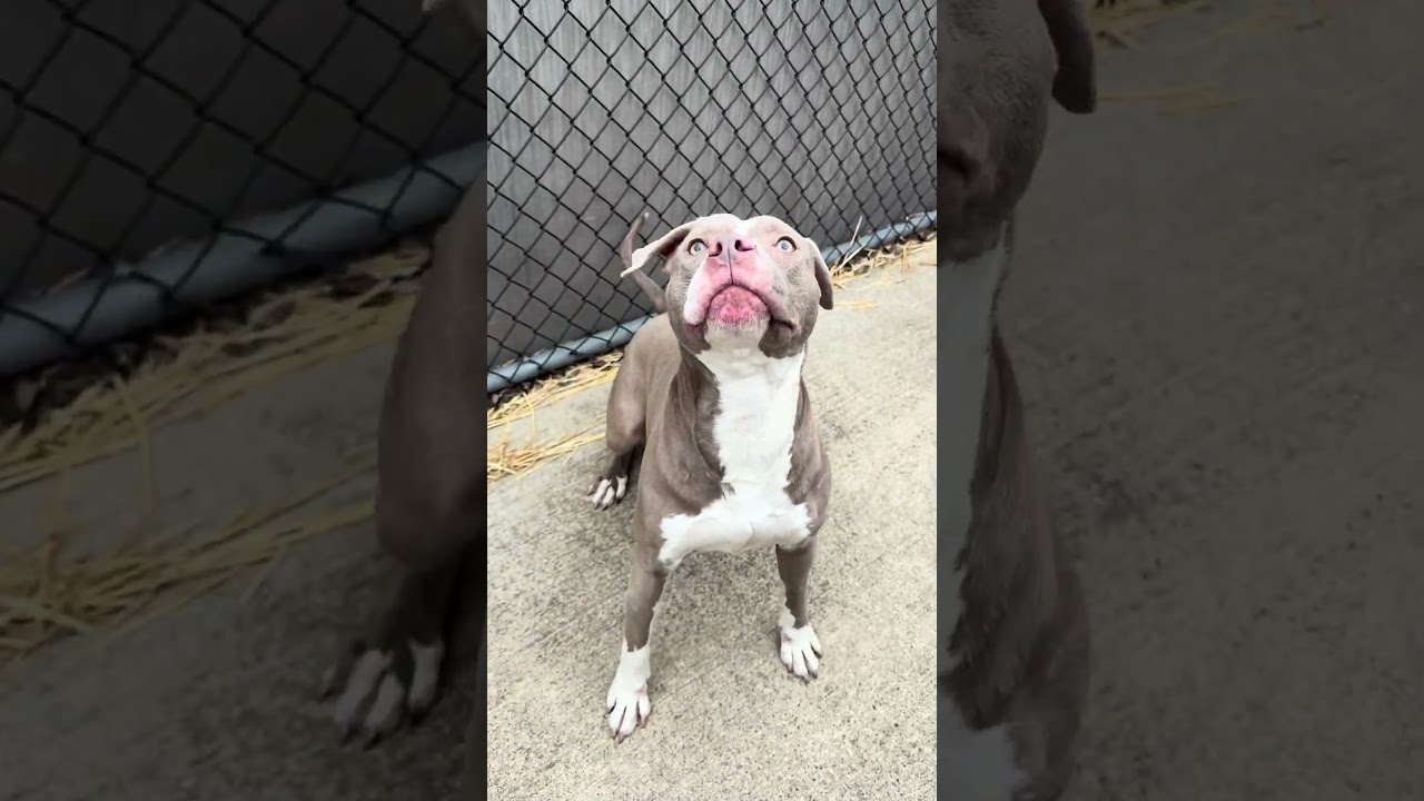 Enlarge Springy, an adopted Pit Bull Terrier in Chicago, IL video 4/4