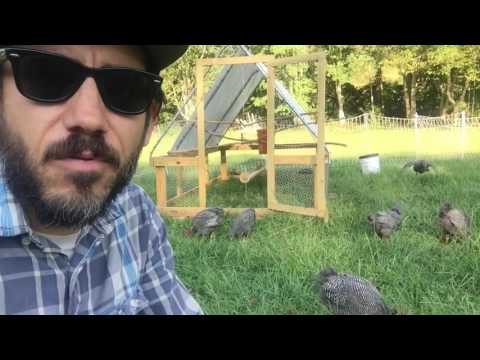 Processing pastured poultry