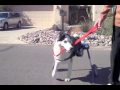 dog wheelchairs