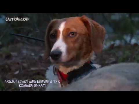 TRAILER - Rådjursjakt med Drever & Tax