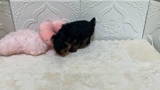 ヨークシャーテリアの動画01