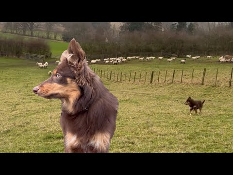 Puppy first time herding sheep alone - a little hectic 