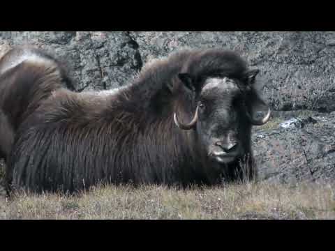 Musk Oxen in West Greenland