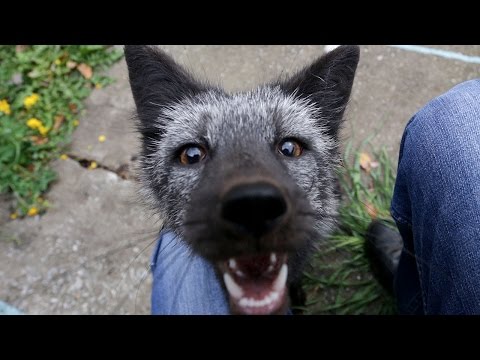 Rare Black Fox is Russian Owners Pet