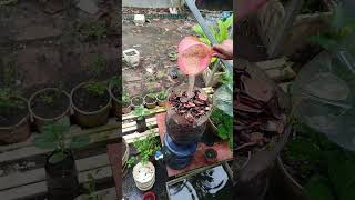 Download lagu pupuk organik cair air lindi#shorst #gardening #caramerawattanaman #fypyoutube mp3